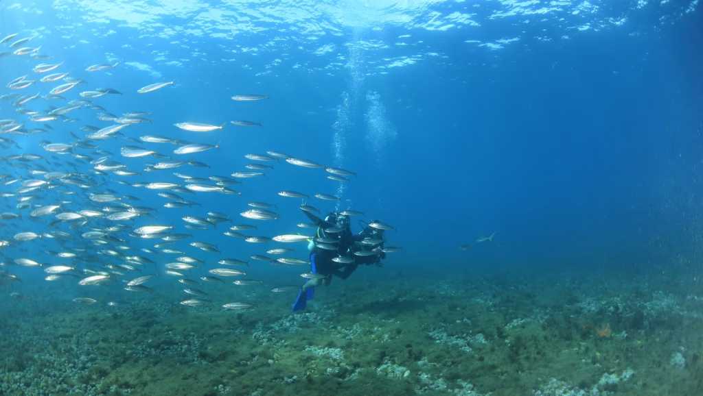 Fernando de Noronha fees