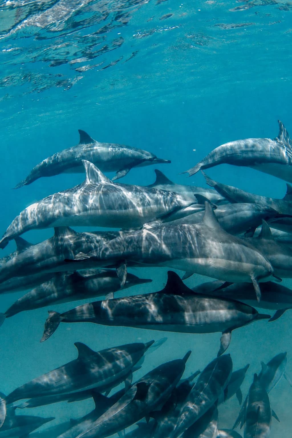 Combo Ilha Tour, Barco Tradicional Escuna e Mergulho Batismo de Praia em Fernando de Noronha