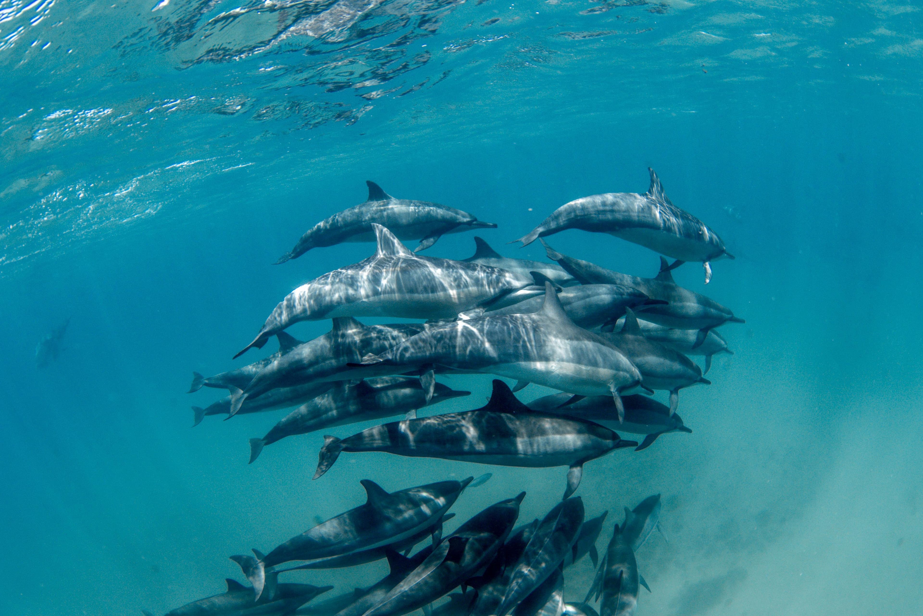 Golfinhos nadando nas águas de Fernando de Noronha