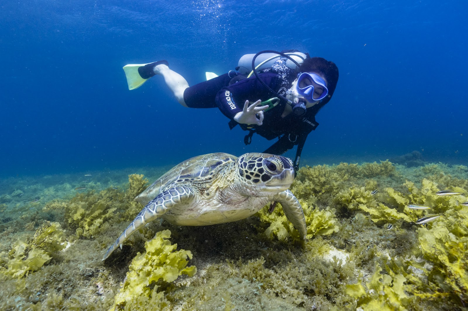 Arquipélago de Fernando de Noronha