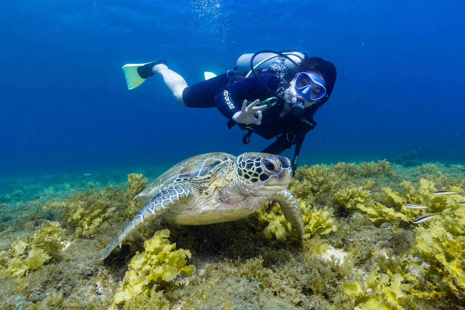 Tamar Project in Fernando de Noronha: Sea Turtles and the Visitor Center