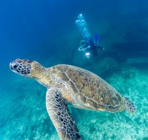 Taxas Noronha: tudo que você precisa saber sobre as taxas cobradas